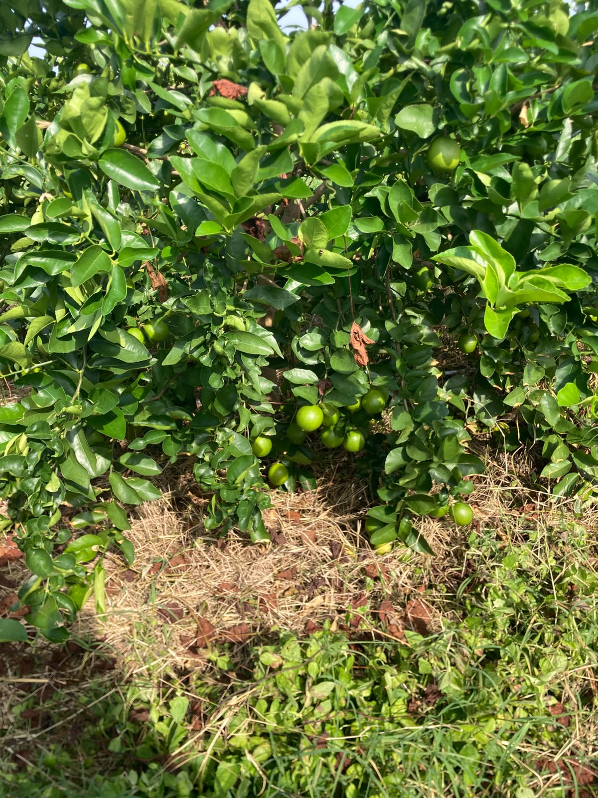 Detalle Limón